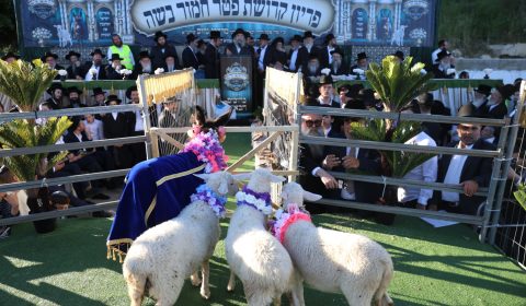 מעמד פדיון פטר חמור – אתרא קדישא מירון
