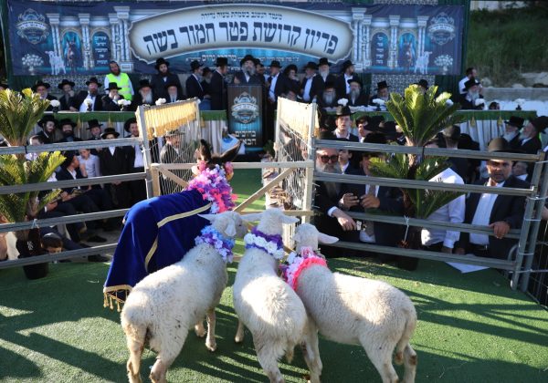 מעמד פדיון פטר חמור – אתרא קדישא מירון
