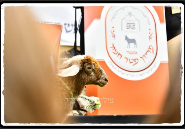 מעמד פדיון פטר חמור
